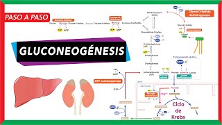 GlucoNEOgénesis síntesis de glucosa a partir de piruvato lactato glicerol y aminoácidos [upl. by Nerac]