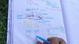 CV A 004early development of heart and blood vessel Development of pericardial cavity [upl. by Dolph]