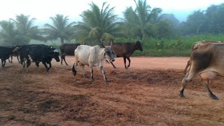 Seção Berração as Vacas Chegam do Pasto Berrando para amamentar seus Bezerros e serem ordenhadas [upl. by Rheta]