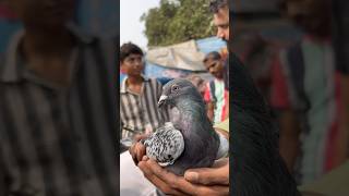 Bhaga hua choco pet wapas aa gaya shorts kabutar minivlog pet pets reels birds vlog cat [upl. by Fran320]