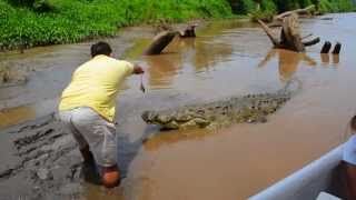 Crocodiles tour in Tarcoles River Costa Rica [upl. by Ursuline]