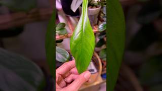 philodendronjoepii philodendron houseplants plants plantlover indoorplants [upl. by Maitland]