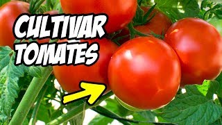 Como CULTIVAR TOMATES con Éxito 🍅 Consejos y Trucos  La Huerta de Ivan [upl. by Karab382]