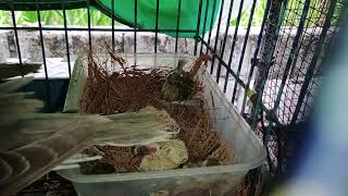 PROVEN BREEDER RINGNECK DOVE WITH NEWLY HATCHED 2 LITTLE BABY BIRDS [upl. by Nnylamme]