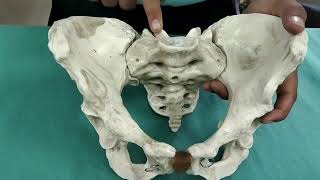 Gynacoid pelvis  maternal pelvis full explanation for practical exam in hindi [upl. by Annayoj]