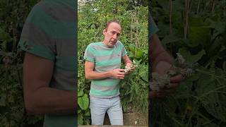 Yarrow achillea millefoliumforaging herbs gardening permaculture adventure explore nature [upl. by Thinia]