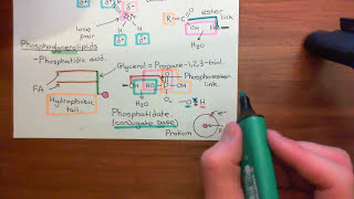 Phospholipase C Gamma Enzymes Part 1 [upl. by Barnabe]