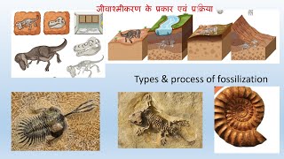 जीवाश्मीकरण के प्रकार एवं प्रक्रिया Types amp process of fossilization [upl. by Koball]