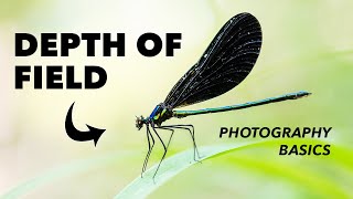 How to Use Depth of Field in Photography  Explained [upl. by Kurzawa]