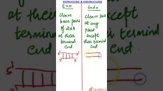 Exonucleases and Endonucleases [upl. by Mayap]