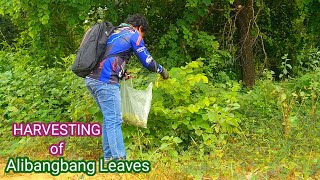 HARVESTING of Alibangbang Leaves Bulacan Philippines [upl. by Donohue64]