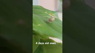 4 days old snail on leaf [upl. by Liauqram]