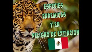 Especies endémicas y en peligro de extinción en México [upl. by Nylacaj]