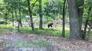 Bear sighting at Eagle Rock Reservation Montclair NJ [upl. by Siari]