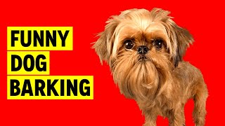 Cute DOG BARKING Sound to Make your Dog Bark [upl. by Alan]