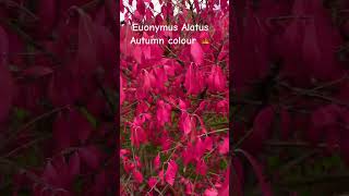 Autumn colour euonymus alatus plant garden autumn colour shrubs [upl. by Philis908]