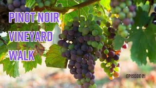 Episode 21 Pinot Noir Vineyard Walk [upl. by Maxima]