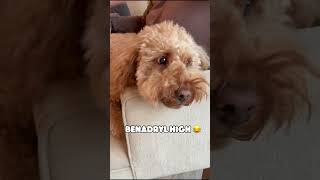 Benadryl Mood 🙄 shortvideo shortsfeed dog shorts funnyvideo funnyshorts funny [upl. by Atires]