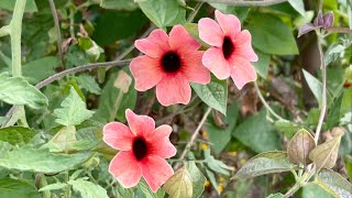 Spanish Eyes Black Eyed Susan Vine Appreciation Bamboo Trellis Cherry Tomatoes Happy Autumn Zone 7a [upl. by Noffets293]