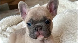 Walter the French Bulldog  7 weeks old [upl. by Grimaud]