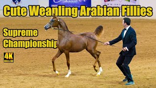 Cute Arabian Horses  Weanling Fillies Supreme Champ  Arabian National Breeder Finals [upl. by Sanoy851]