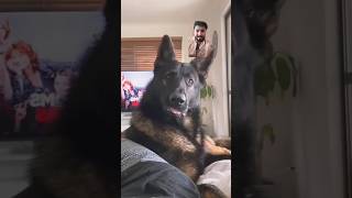 Retired police dog reacts to his owner saying a foul word😁 germanshepherd dog puppy viralvideo [upl. by Viking173]