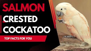 salmoncrested cockatoo facts [upl. by Beryle]