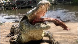 Lyle the Nile Crocodile Crunchin’ Ribs [upl. by Cory814]