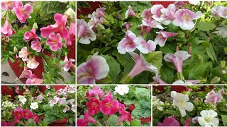 How to Grow and Care Mimulus Plant  Monkey Flowers  Kaise laga kar Dekhbhal kare Mimulus ki [upl. by Hett100]