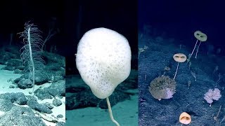 Hexactinellid species glass sponges Johnston Atoll [upl. by Hahcim]