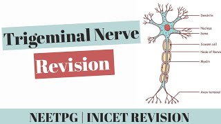 Trigeminal Nerve PYQs amp Important Topics  Anatomy Rapid Revision for NEET PG amp INICET [upl. by Maretz]