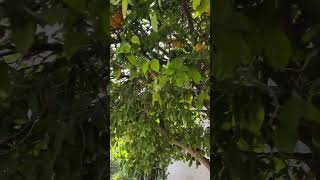 Orange Tree chefchaouen juice fruit food amazing delicious satisfying orange morocco [upl. by Aynodal]