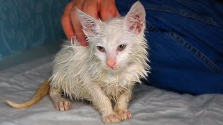 Kitten Having Seizures Taking a Bath and Seeking Kitten Care  hungry kitten wants food  Lucky Paws [upl. by Eanert540]