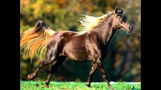 Vladimir Vysotsky  Fastidious horses [upl. by Kcire]