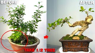 Cut a bonsai in half use the remaining part to make a monster shaped tree [upl. by Agueda]