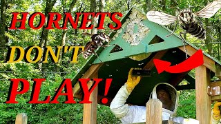 MASSIVE ANGRY Hornets Nest In Playhouse Wasp Nest Removals [upl. by Hedvah876]