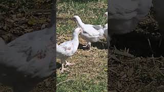 Baby Chickens at Jimmys farm CrushFamily [upl. by Bonn459]