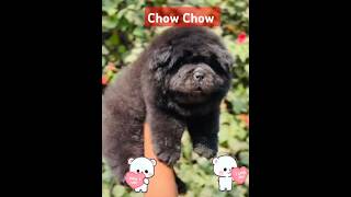 Chow Chow dog doglover pets purebreed puppy cutedogs video viralvideo [upl. by Grishilde]