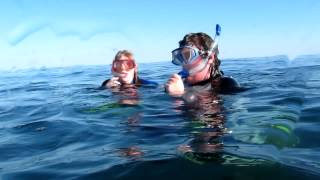 12 ft Cornish Basking Shark off the Lizard July 2012 [upl. by Weiman]