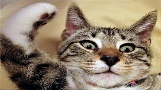 FUNNY CAT MEMES COMPILATION OF 2023 V22 [upl. by Clerissa]