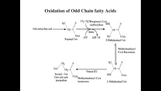 The fate of Propionyl CoA resulting from Oxidation of Odd chain Fatty acids [upl. by Joli]