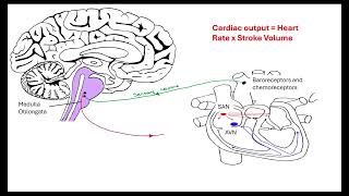 Hormone and neurones on heart rate OCR AALevel Biology Revision 515 Animal response [upl. by Oleg]