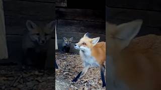 Mother Fox Calls Pup Out of the Den [upl. by Ztnarf92]