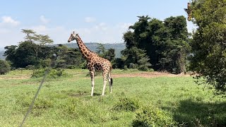 Rothschild giraffes and Masai Giraffes In Nairobi Nakuru National Park and Masai Mara Kenya [upl. by Jaffe]