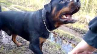 rottweiler workout [upl. by Cogan]