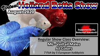 M6 Veiltail Males  All Colors Virtual Holland Betta Show 2020 [upl. by Magnuson]