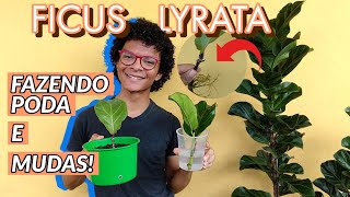 Ficus Lyrata Poda e geração de Mudas Tutorial completo com resultado final durante 8 meses [upl. by Ytomit268]