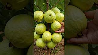 Fast and Easy Way to Grow Guava Trees from Cuttings at Home fruittree growguavatree guavacuttings [upl. by Kwang]