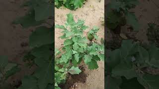 Ma gardenlo kaasina boodidha gummadikaya pumpkin homefoods organicfarming [upl. by Etaner]