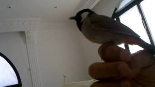 WhiteEared Bulbul Song [upl. by Xonel]